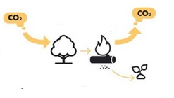 bilans dwutlenku węgla podczas spalania drewna 